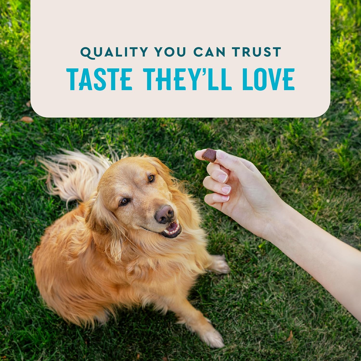 Vetiq Maximum Strength Hip & Joint Supplement for Dogs 90 Soft Chews with Glucosamine MSM and Krill Oil Chicken Flavored Joint Support for Large and Small Breed Senior Dogs